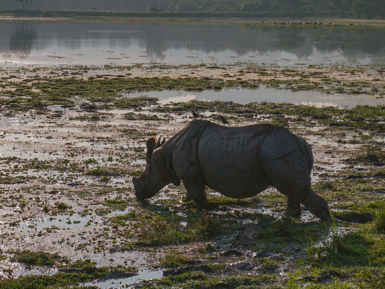 Kaziranga & Meghalaya — Rhino country and the cloud plateau, in one trip