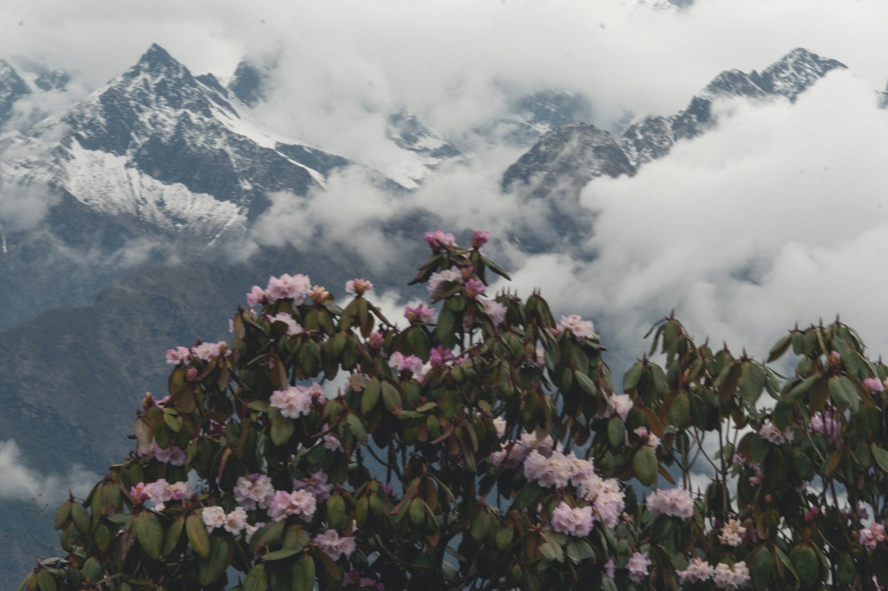 Rhododendron on a Himalayan hillside in spring